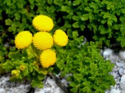 Oncosiphon sabulosus flowerheads